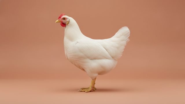Frango, preço do dia