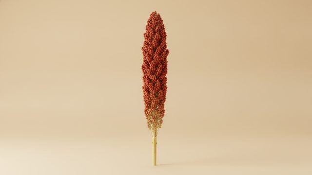 Sorgo, preço do dia
