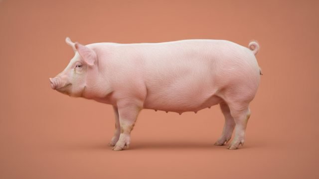 Suíno, preço do dia