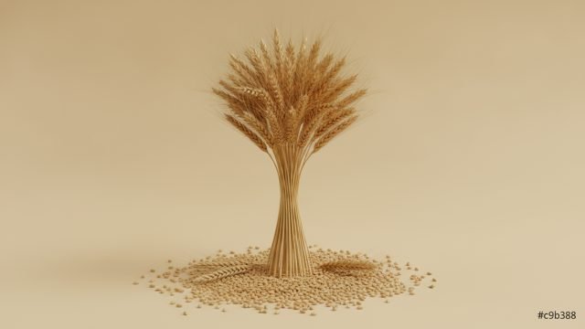 Trigo, preço do dia