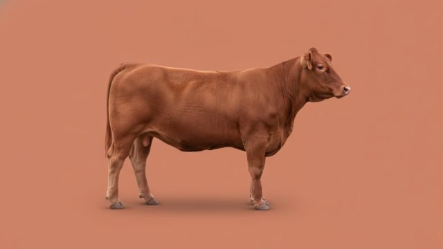 Vaca gorda, preço do dia