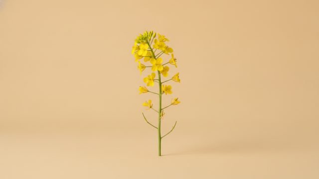 Canola, preço do dia