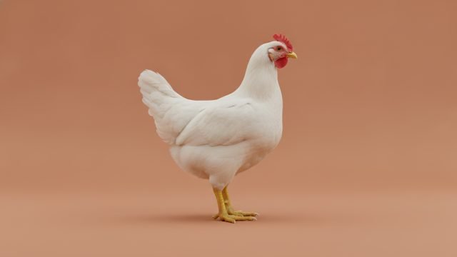 Frango resfriado: preço do dia